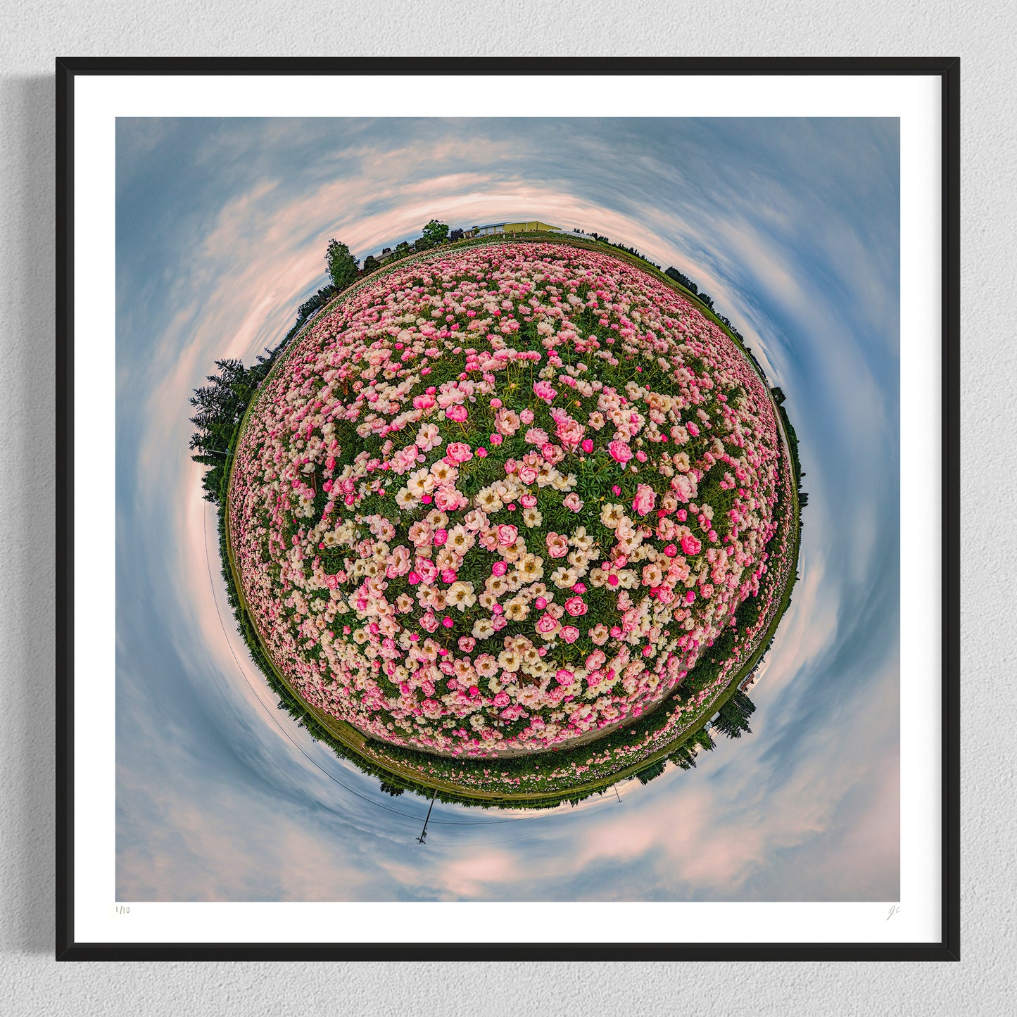 Adelman Peony Gardens (2024) - Signed & Numbered Museum Grade Print