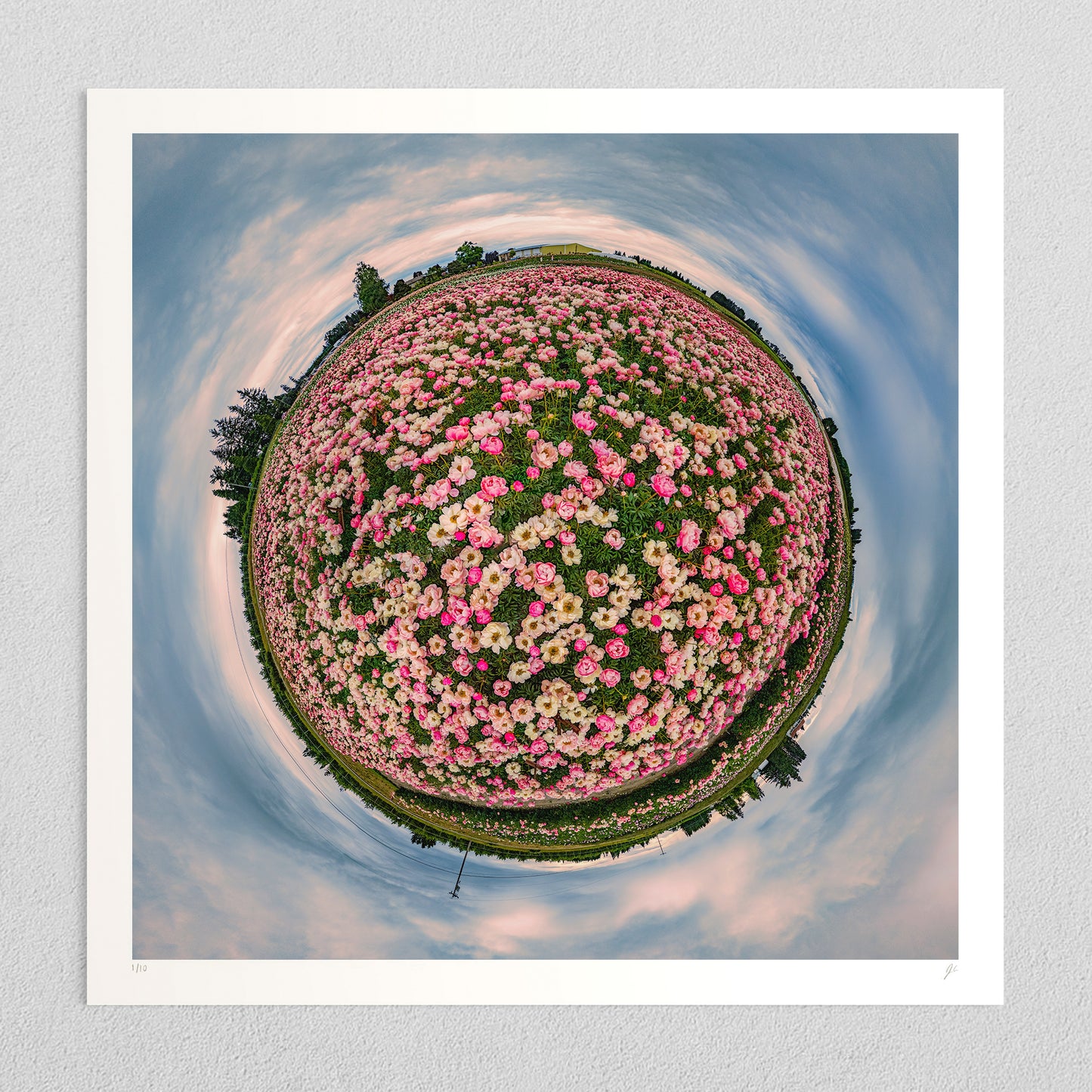 Adelman Peony Gardens (2024) - Signed & Numbered Museum Grade Print