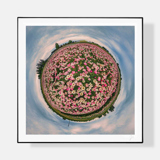 Lil' Planets 8x8" (Small) / + Black Signature Frame w/ Real Glass Adelman Peony Gardens (2024) - Signed Archival Print