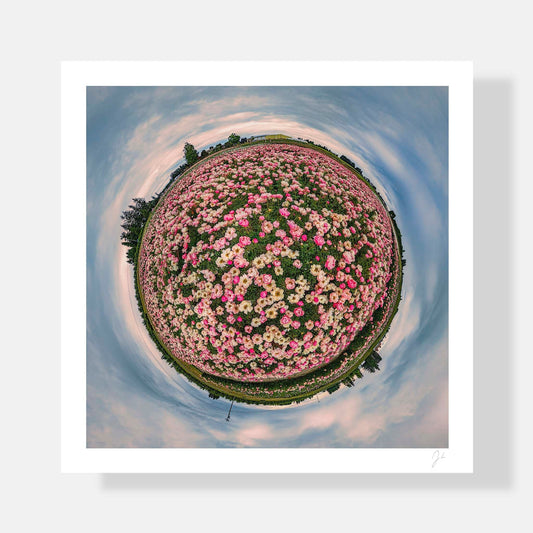 Lil' Planets 8x8" (Small) / Print Only Adelman Peony Gardens (2024) - Signed Archival Print