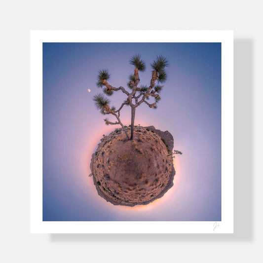 Lil' Planets 8x8" (Small) / Print Only Joshua Tree (2016) - Signed Archival Print