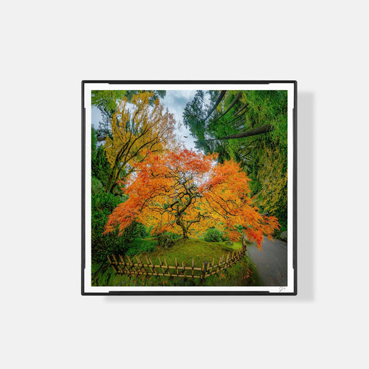 Lil' Planets Portland Japanese Garden (2023) - Magnetic Mini Framed Signed Print